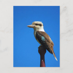 kookaburra BLUE Postcard