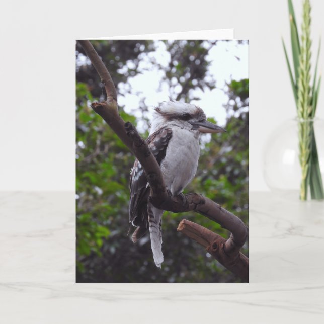 Kookaburra Card (Front)