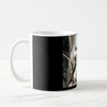 Kookaburra Mug