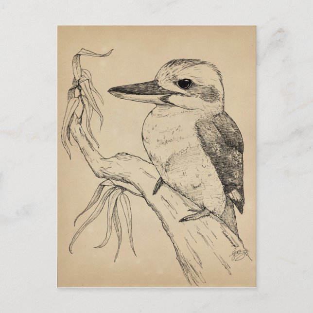 Kookaburra Postcard (Front)
