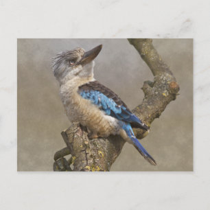 Kookaburra Postcard