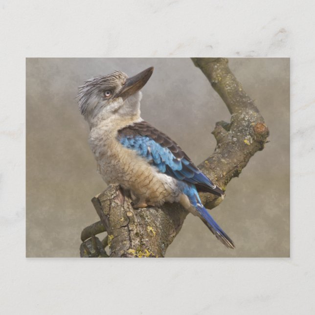 Kookaburra Postcard (Front)