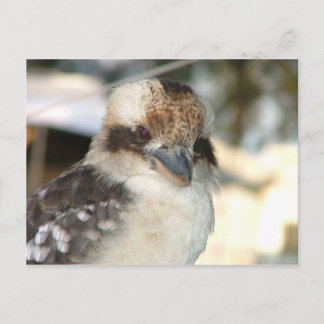 Kookaburra Postcard