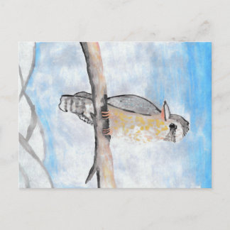Kookaburra Postcard