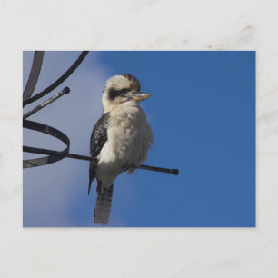 Kookaburra Postcard