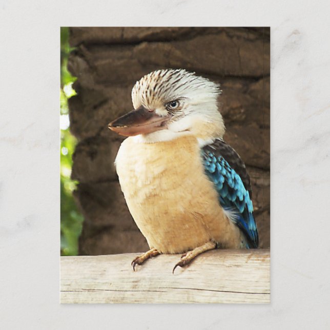 Kookaburra Postcard (Front)