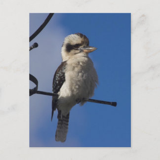 Kookaburra Postcard