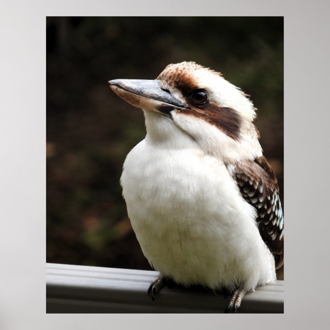 Kookaburra Poster (Front)