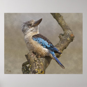 Kookaburra Print