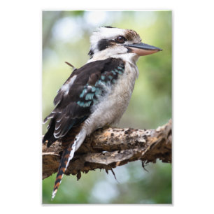 Kookaburra seen on Fraser Island Photo Print