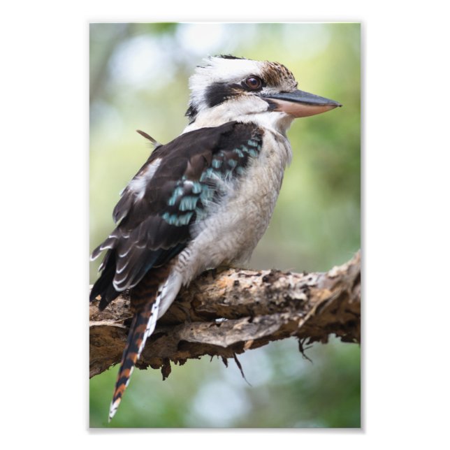 Kookaburra seen on Fraser Island Photo Print (Front)