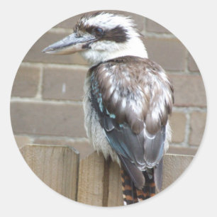 Kookaburra Sticker