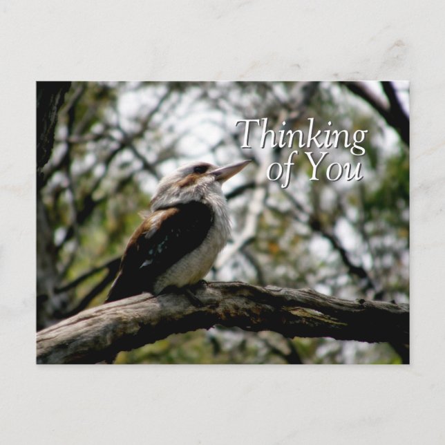 Kookaburra Thoughts Postcard (Front)