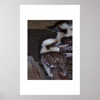 Kookaburras  poster