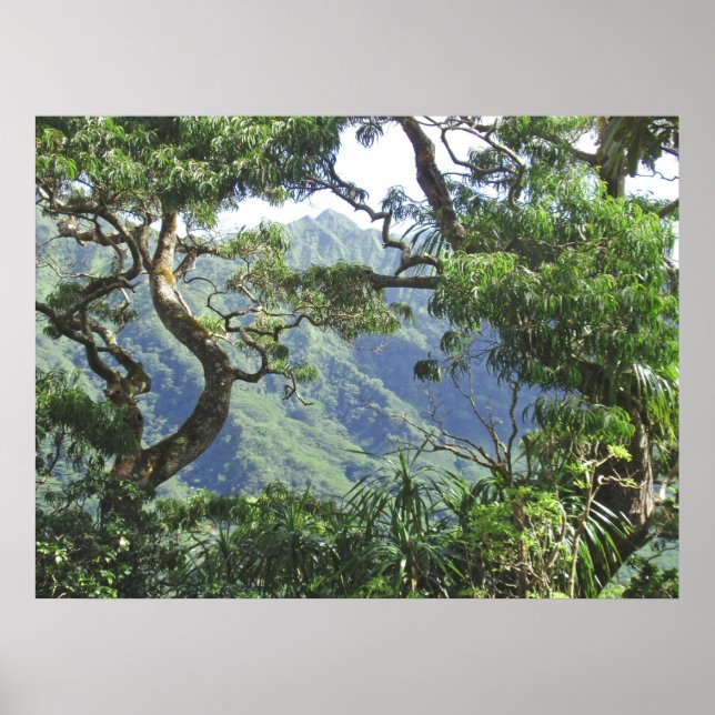 Ko'olau Mountains and Koa trees Poster (Front)