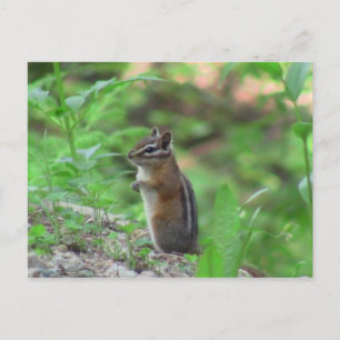 Kooskooskia Idaho Mammals Deer Animals Chipmunk Postcard