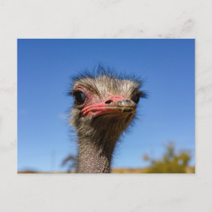 Kopf vom Vogel Strauß Postkarte Postcard