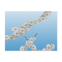 Korea Cherry Blossoms White