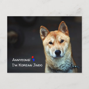 Korean jindo dog postcard