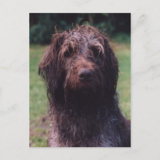 Korthals Griffon Sarah portrait Postcard