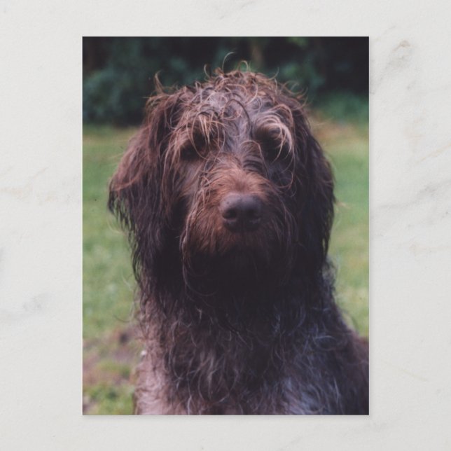 Korthals Griffon Sarah portrait Postcard (Front)