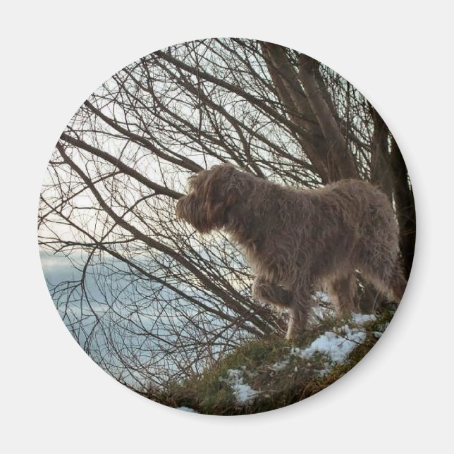 Korthals Griffon - Tsjip pointing Magnet (Front)