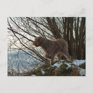 - Korthals Griffon -Tsjip pointing Postcard