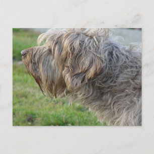 Korthals Griffon - Tsjip smelling fowl Postcard