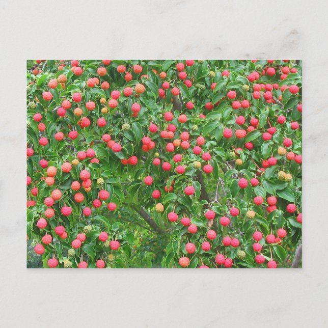 Kousa Dogwood Berries Postcard (Front)