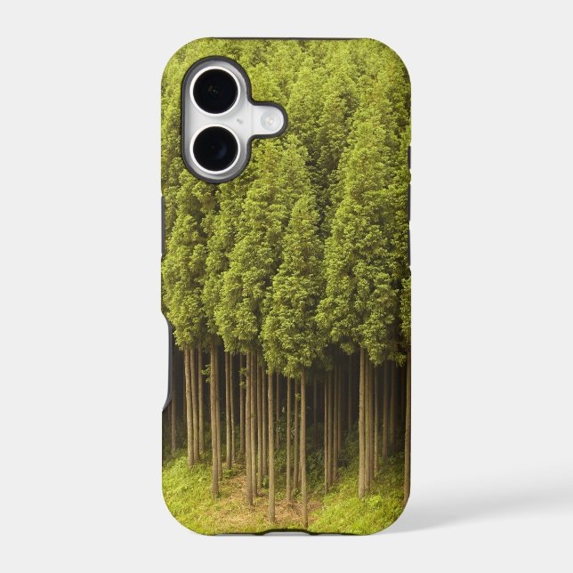 Koya Sugi Cedar Trees (Back)