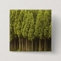 Koya Sugi Cedar Trees