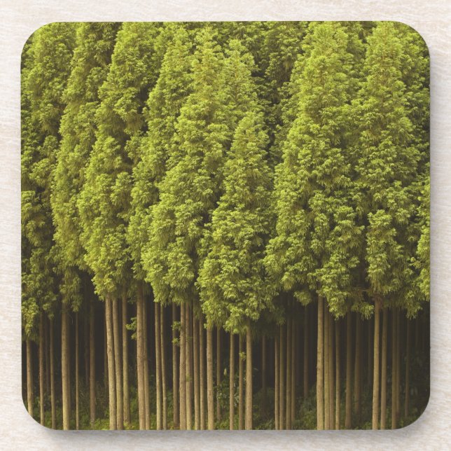 Koya Sugi Cedar Trees Coaster (Front)