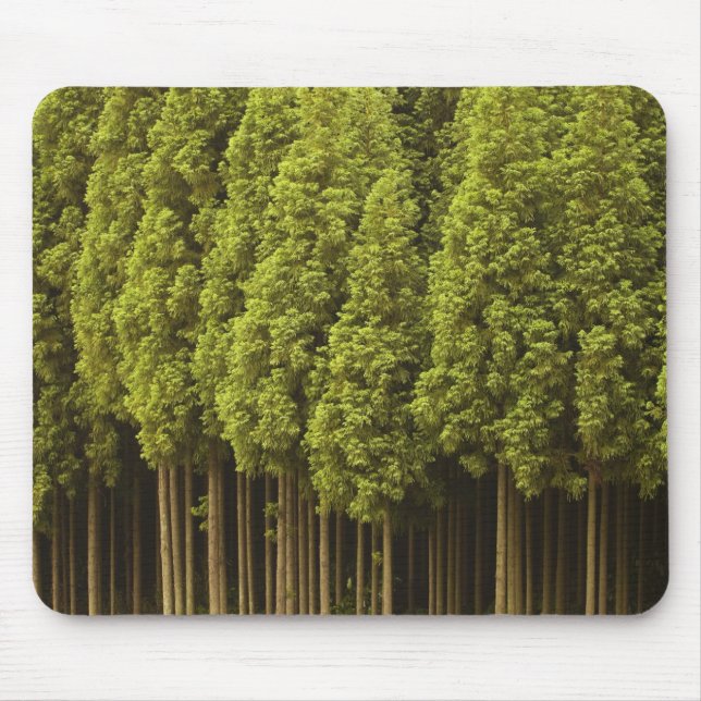 Koya Sugi Cedar Trees Mouse Pad (Front)