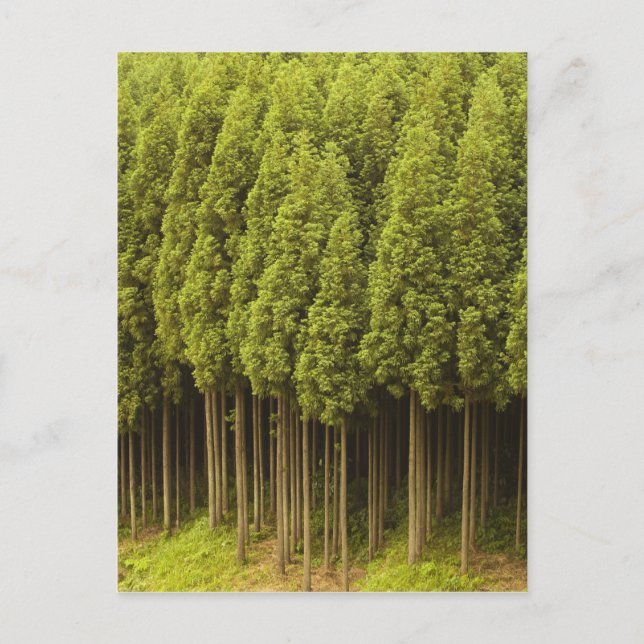 Koya Sugi Cedar Trees Postcard (Front)