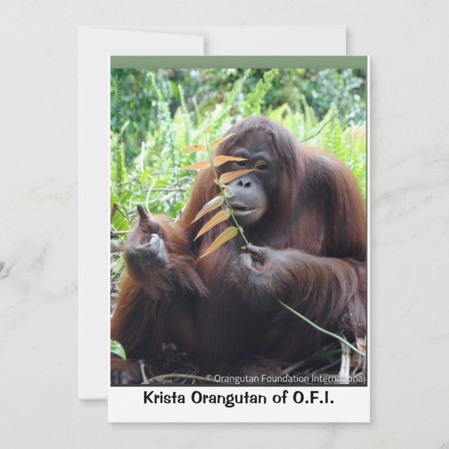 Krista Orangutan in Borneo Rainforest Blank Card (Front)
