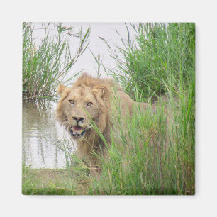 kruger king magnet