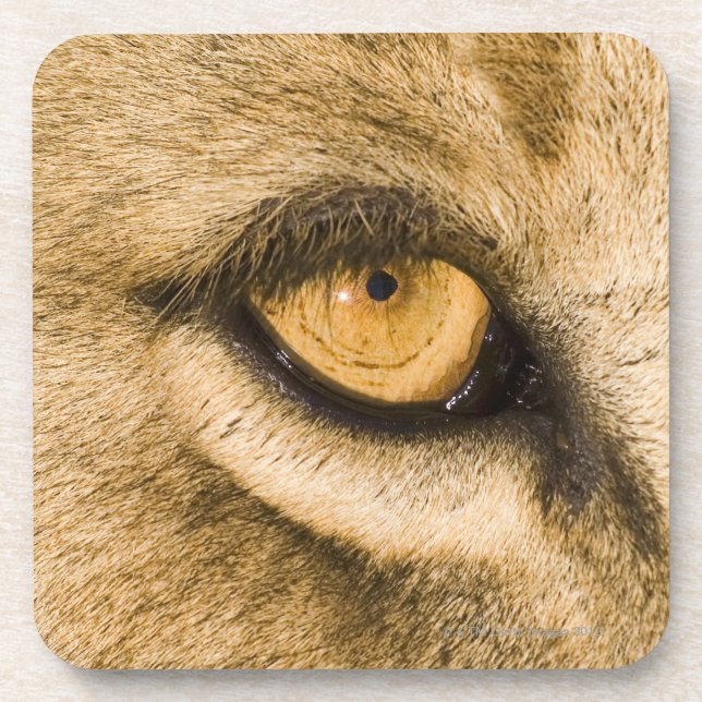 Kruger National Park, Limpopo Province Coaster (Front)