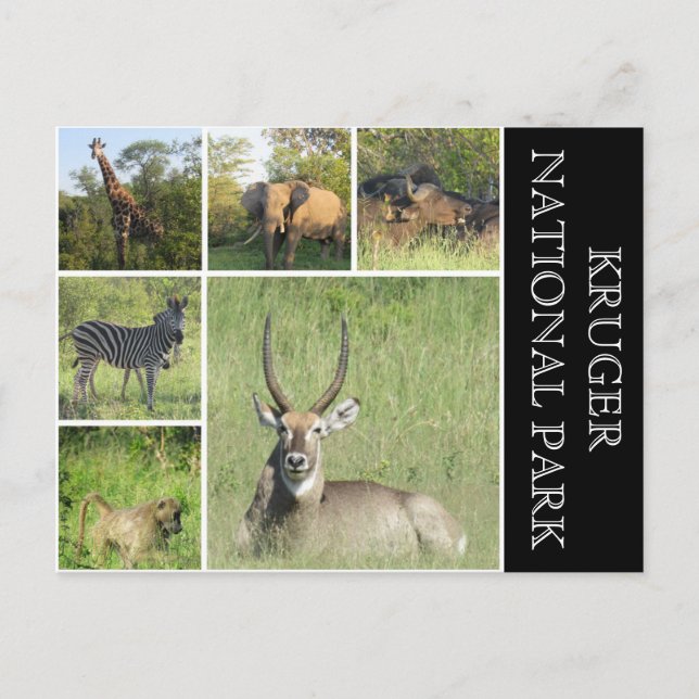 kruger national park postcard (Front)