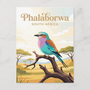 Kruger National Park South Africa Postcard