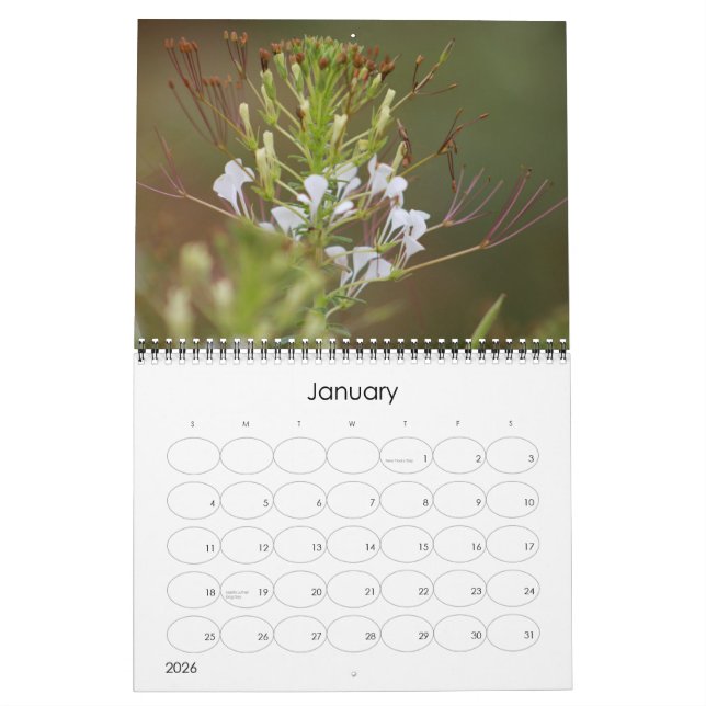 Kruger National Park wildlife calender Calendar (Jan 2026)