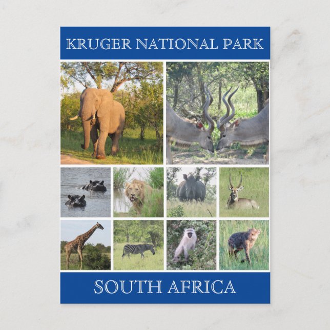 kruger np wildlife postcard (Front)