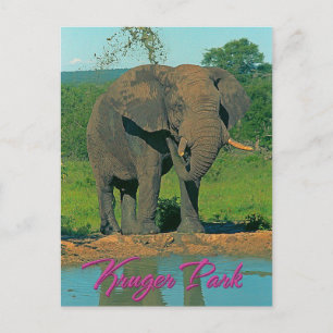 Kruger park, South Africa Postcard