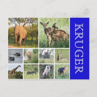 kruger safari postcard