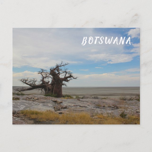 Kubu Island Baobab Tree Baobabs Botswana Scenery Postcard (Front)