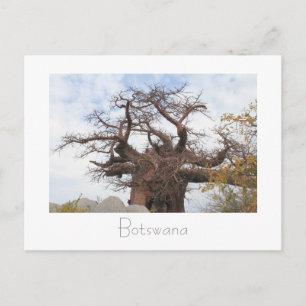 Kubu Island Baobab Tree Botswana Scenery Postcard