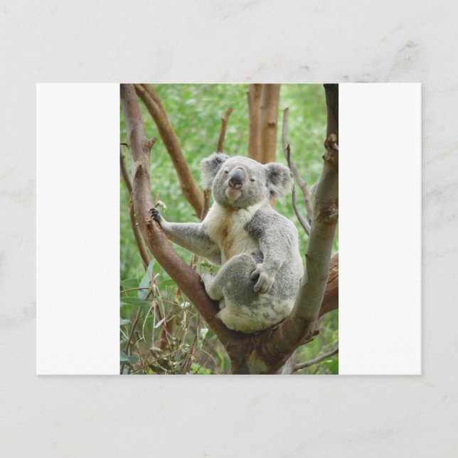 Kuddly Koala Postcard (Front)