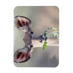 Kudu portrait magnet