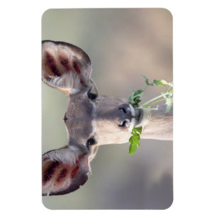 Kudu portrait magnet