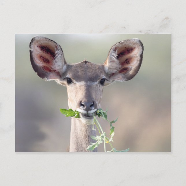 Kudu portrait postcard (Front)