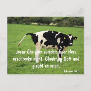 Kuh Postcard